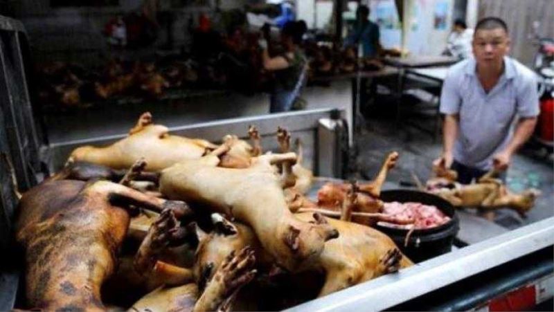 Çin yeni salgınlara davetiye çıkarıyor! Köpek eti festivali başladı